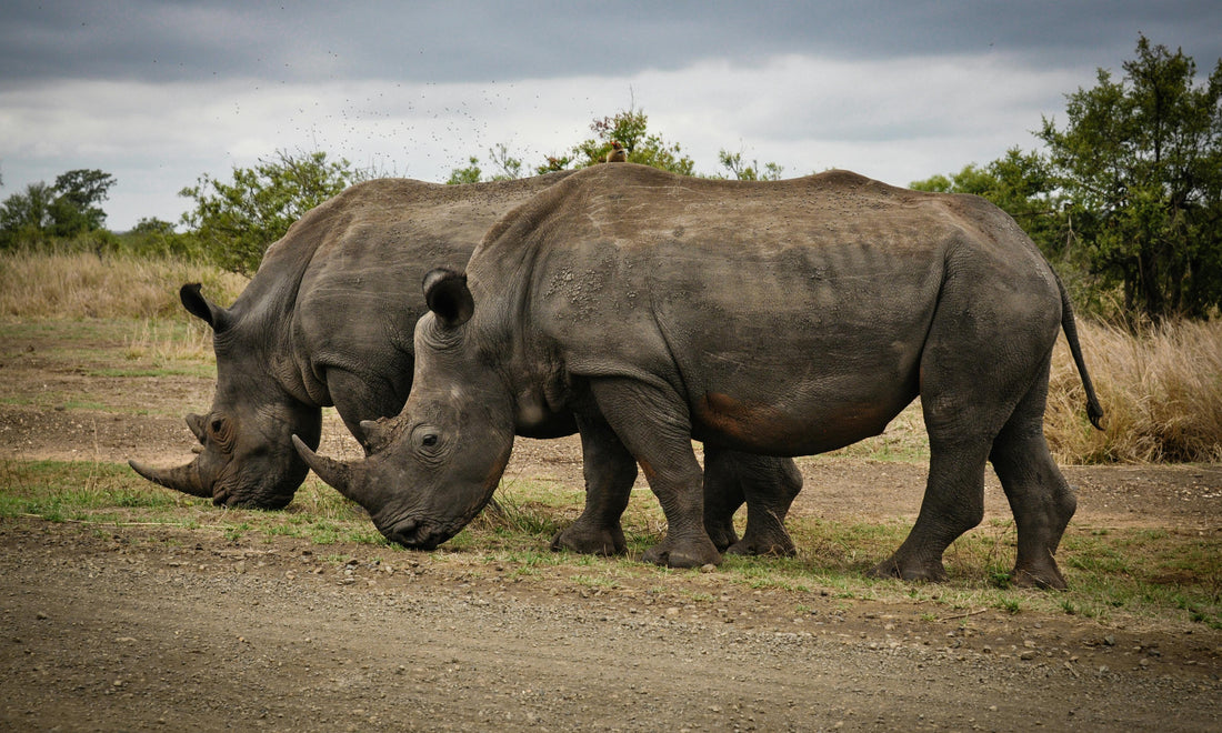 When Is the Best Time to Go on Safari in Kenya?