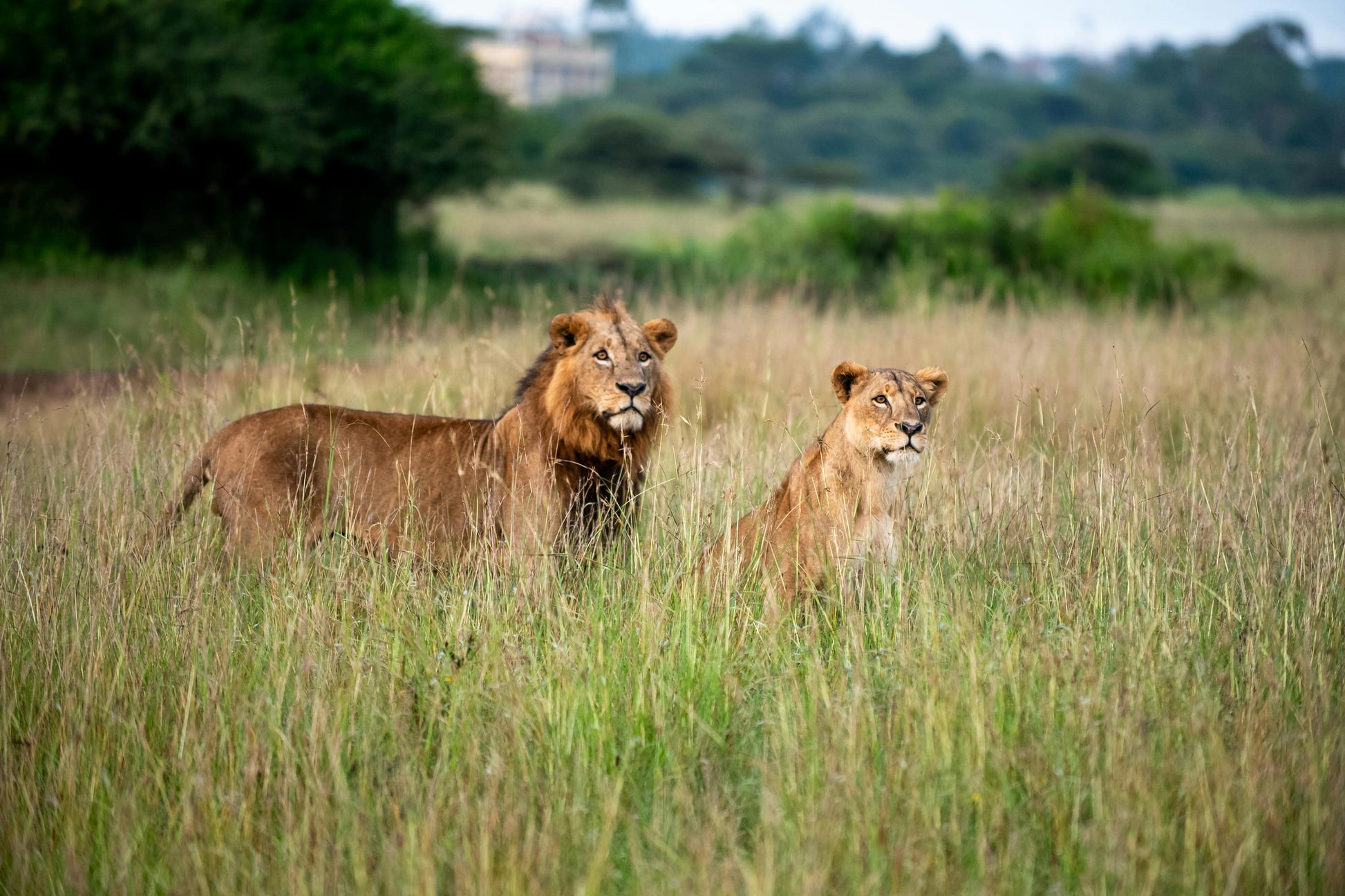 Nairobi Luxury Overnight Stay